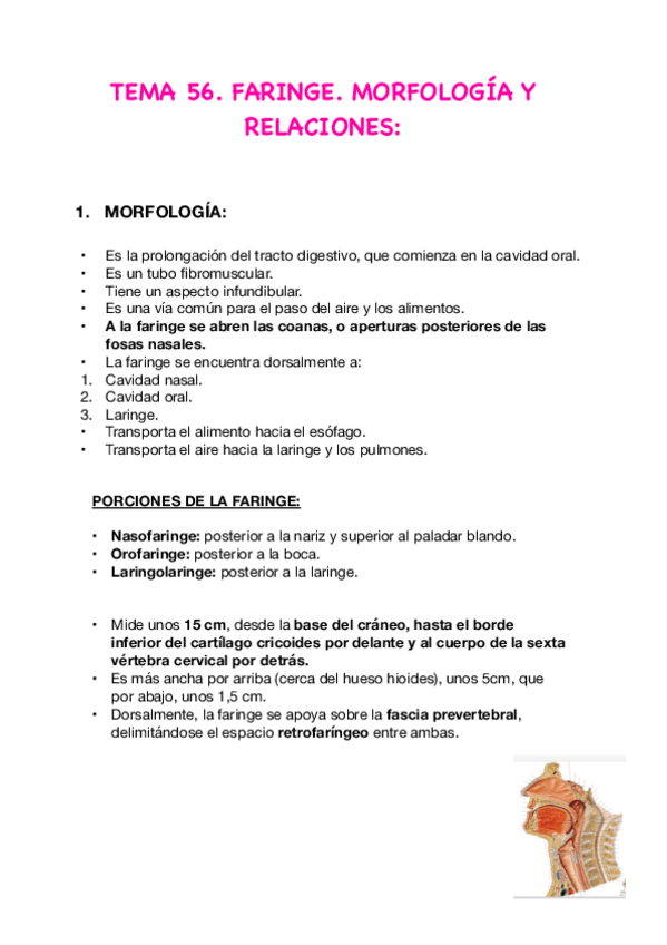 Miniatura del documento Tema 56.-Faringe.-Morfologia-Y-Relacone.pdf