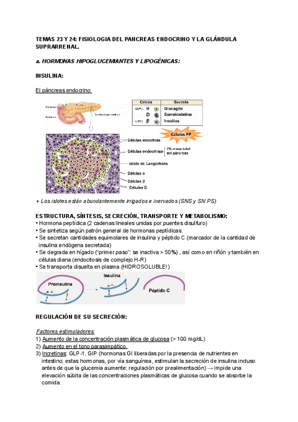 Miniatura del documento TEMAS-23-Y-24-FISIOLOGIA-DEL-PANCREAS-ENDOCRINO-Y-LA-GLANDULA-SUPRARRENAL.pdf