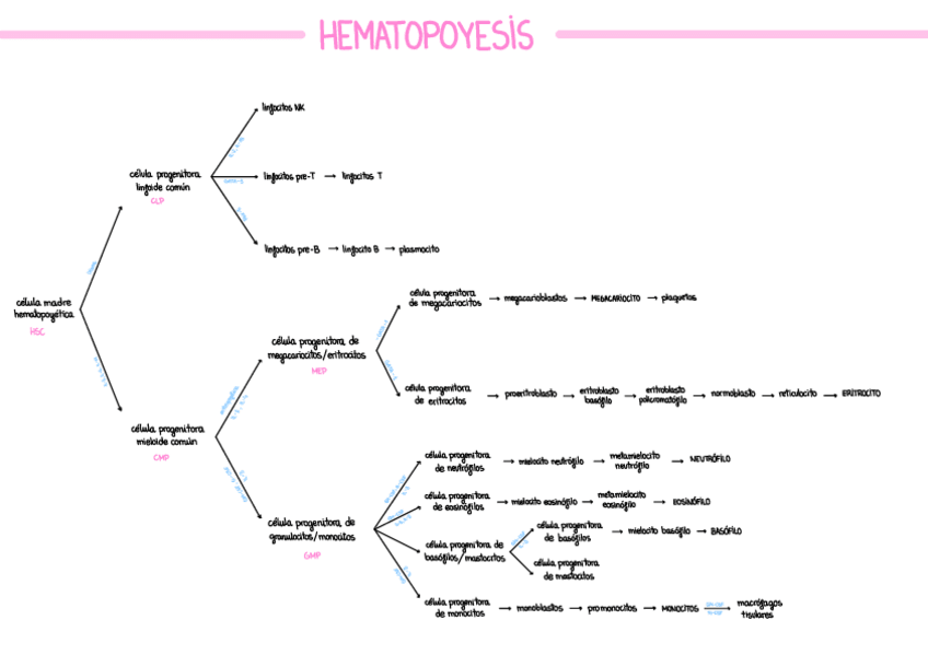 Miniatura del documento hematopoyesis-esquema.pdf