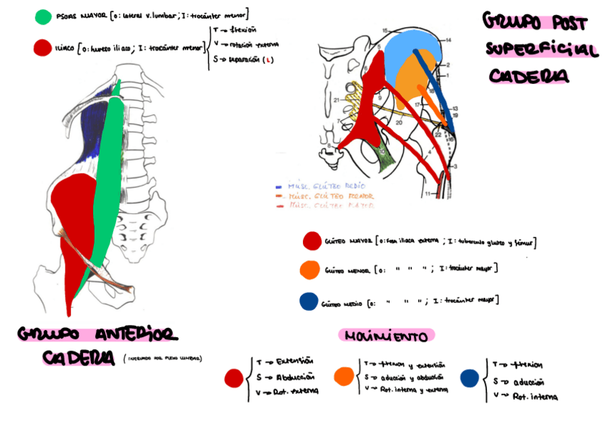 Miniatura del documento ESQUEMAS-DE-MUSCULATURA-CADERA-PIE.pdf