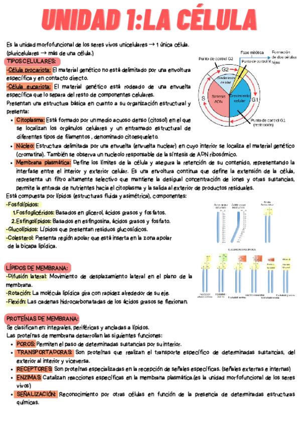 Miniatura del documento Unidad-1-La-celula.pdf