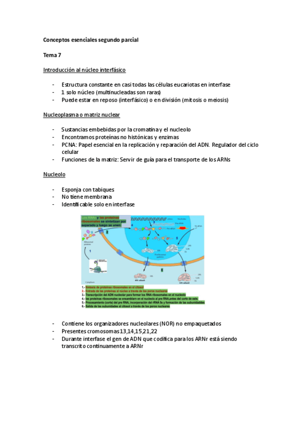 Miniatura del documento Conceptos-esenciales-2-parcial.pdf