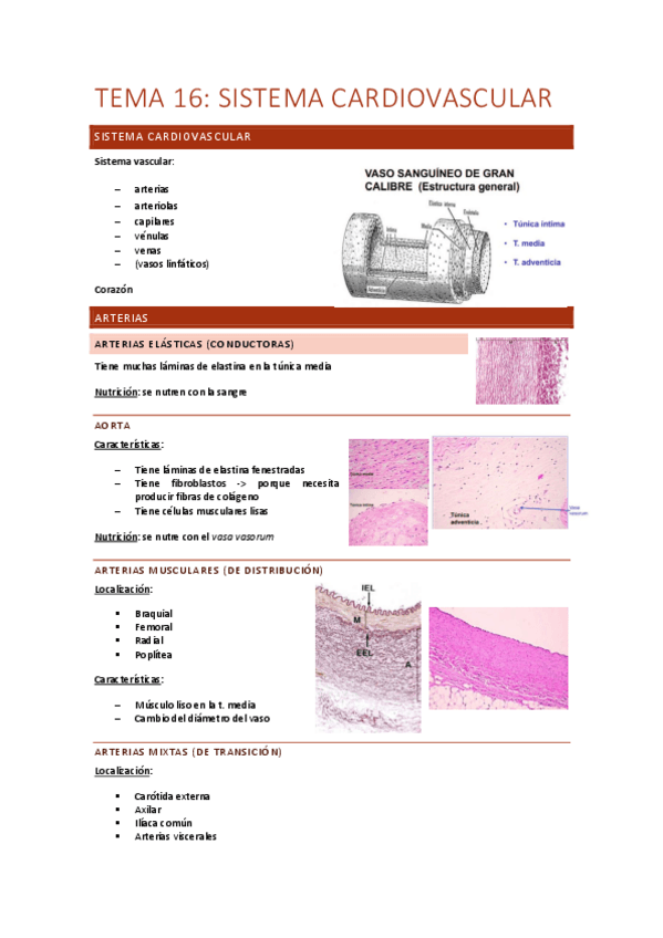 Miniatura del documento Tema-16-sistema-cardiovascular.pdf