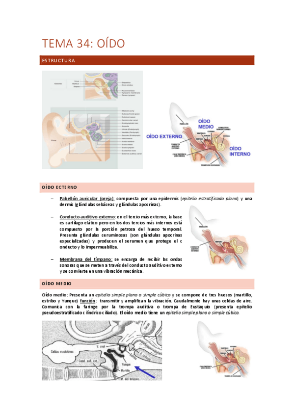 Miniatura del documento Tema-34-Oido.pdf