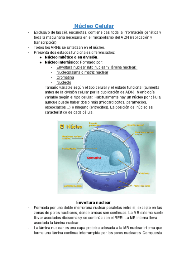 Miniatura del documento T.7I-Nucleo-celular.pdf