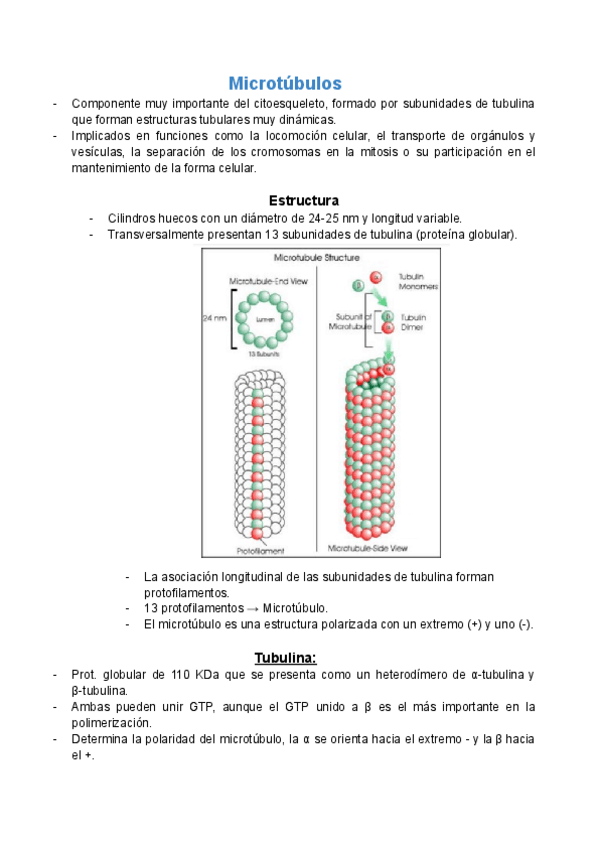 Miniatura del documento T.6-II-Microtubulos.pdf