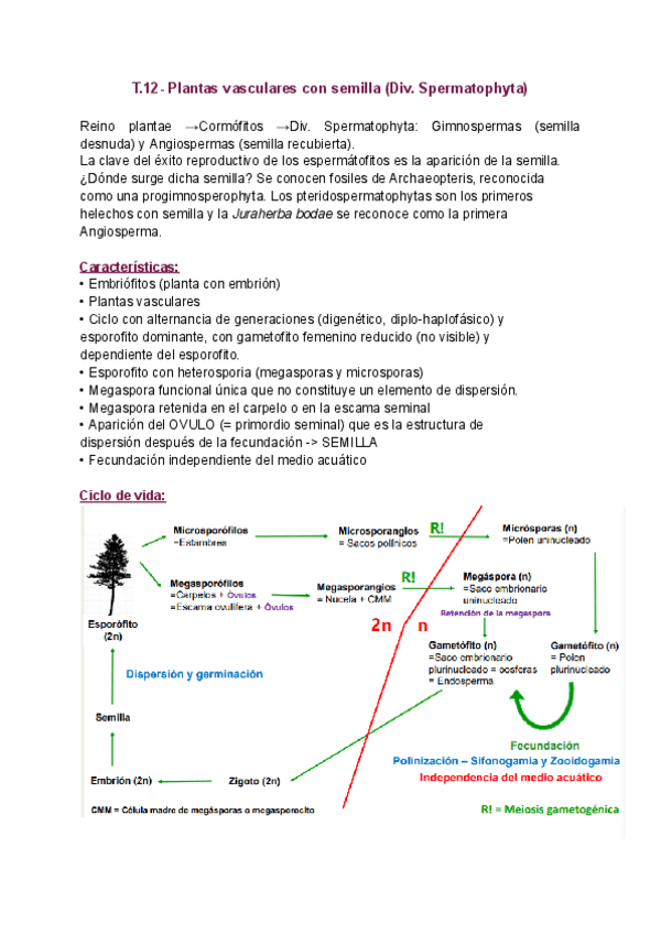 Miniatura del documento T.12-Plantas-vasculares-con-semilla-Div.-Spermatophyta.pdf
