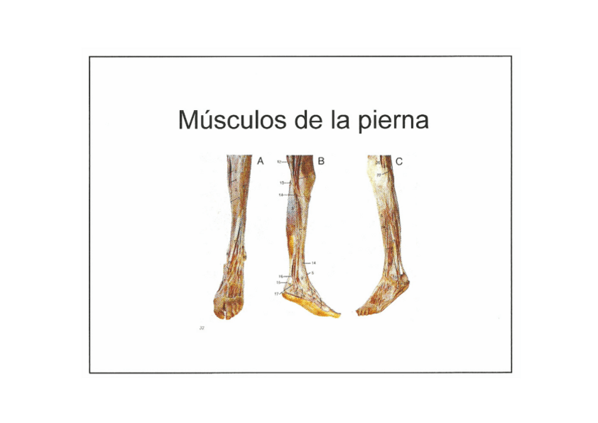 Miniatura del documento Musculos-de-la-pierna-editado.pdf