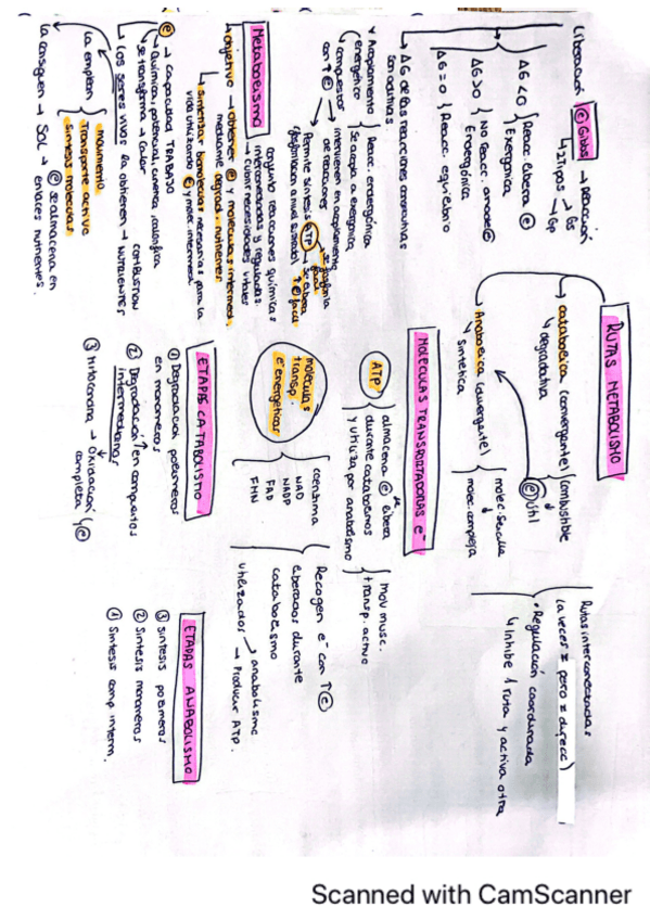 Miniatura del documento Esquemas-bioquimica-metabolismo.pdf