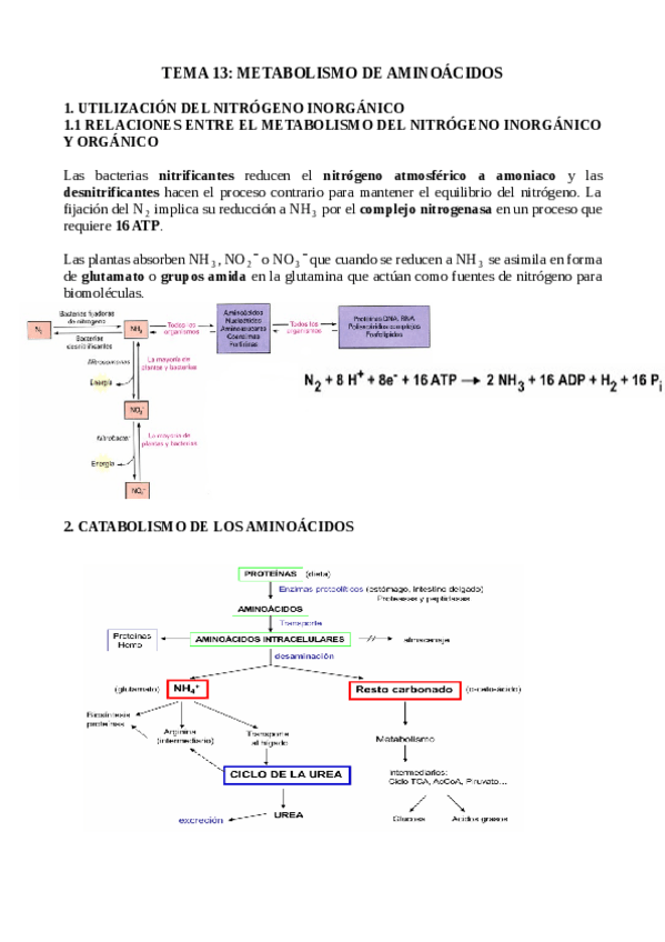 Miniatura del documento TEMA-13.-METABOLISMO-DE-AMINOACIDOS.pdf