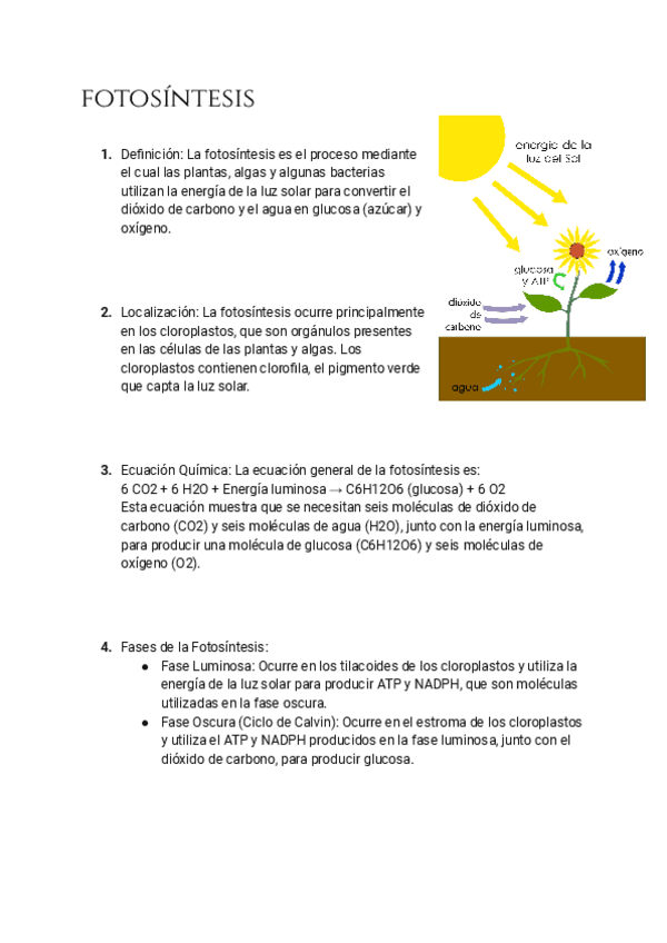 Miniatura del documento la-fotosintesis-simplificada.pdf