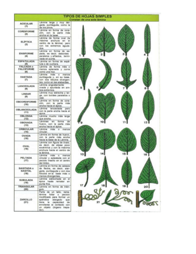 Miniatura del documento Diapos.-per-fer-lexamen-practic-de-PLANTES.PDF