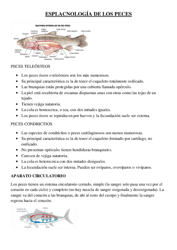 Miniatura del documento ESPLACNOLOGIA-DE-LOS-PECES.pdf