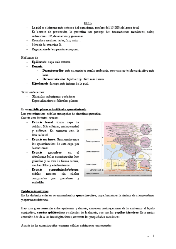 Miniatura del documento Piel-ojo-y-oido.pdf