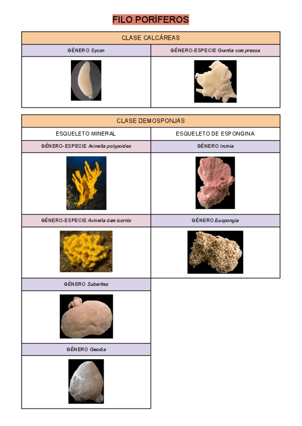 Miniatura del documento VISU-PRACTICAS-ZOO.pdf