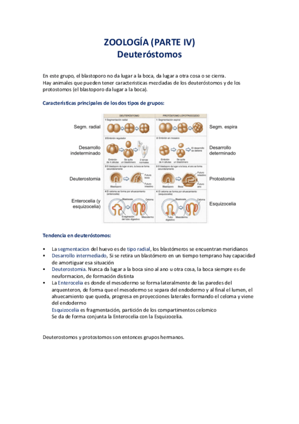 Miniatura del documento Deuterostomos-parte-4-COMPLETO.pdf