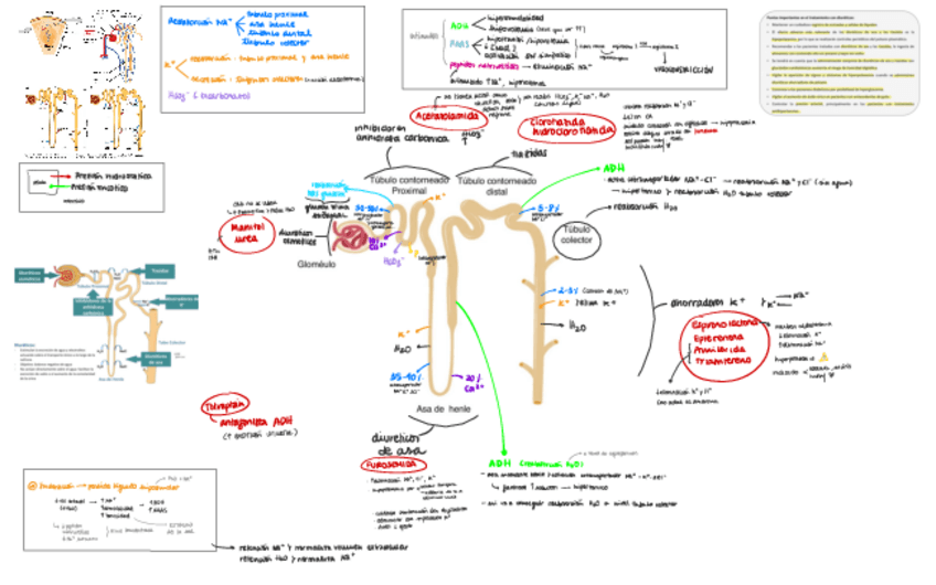 Miniatura del documento Esquema-Funcion-Renal.pdf
