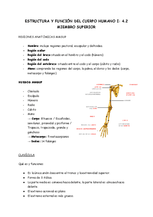 Miniatura del documento ESTRUCTURA-Y-FUNCION-DEL-CUERPO-HUMANO-TEMA-4.2.pdf