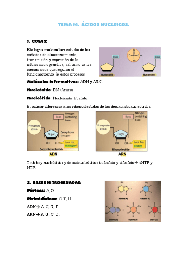 Miniatura del documento Tema-14-Acidos-nucleicos.pdf