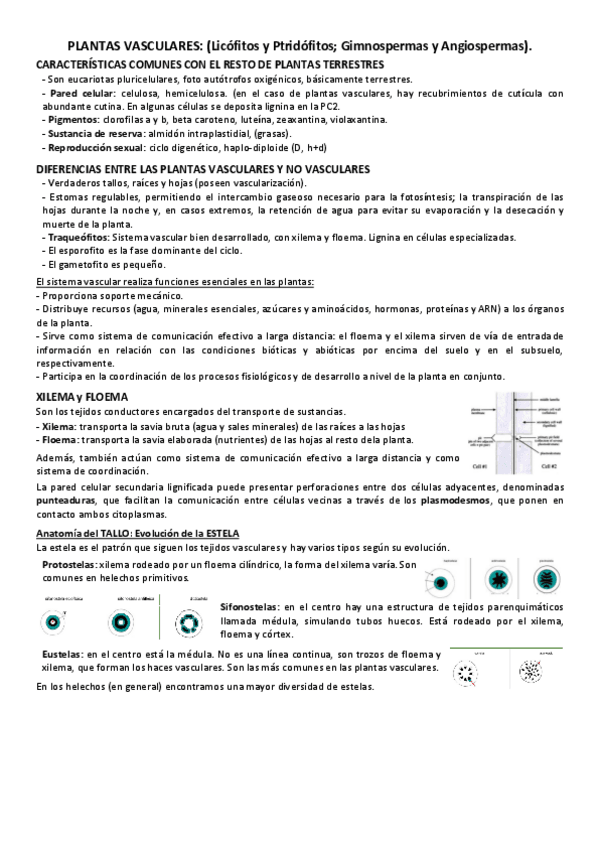 Miniatura del documento T4.1.-Plantas-vasculares-sin-semillas.pdf