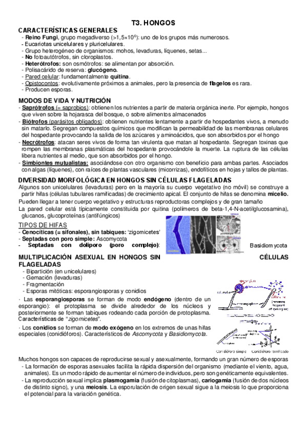 Miniatura del documento T3.-Hongos.pdf
