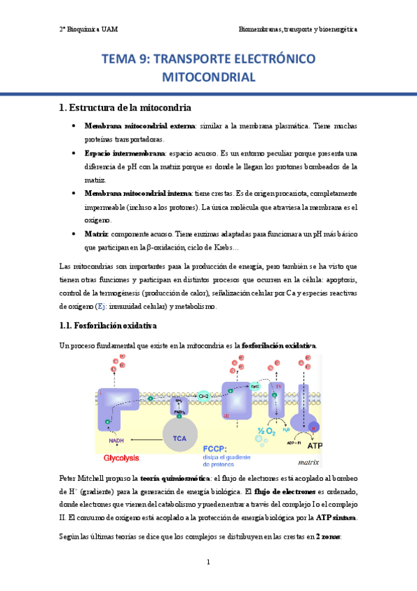 Miniatura del documento TEMA-9.-Transporte-electronico-mitocondrial..pdf