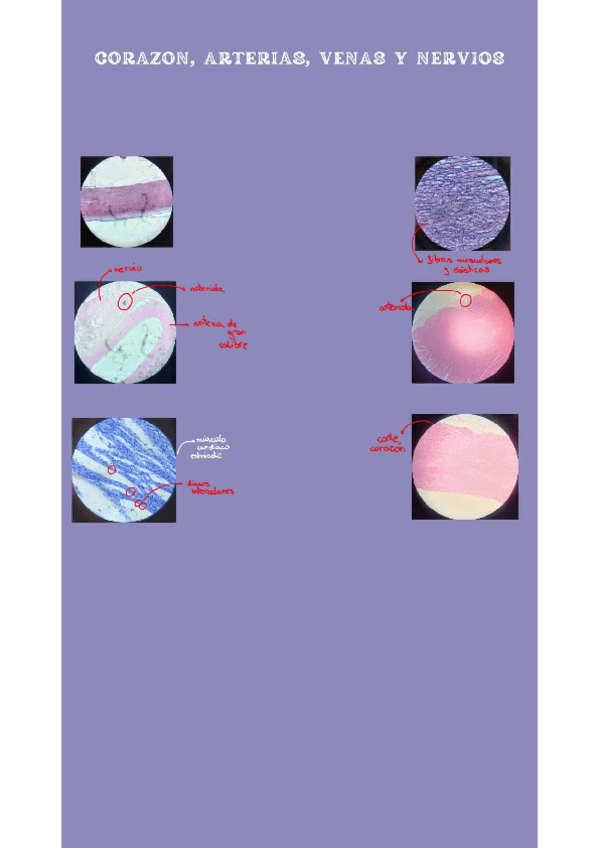 Miniatura del documento practicas-cito.pdf
