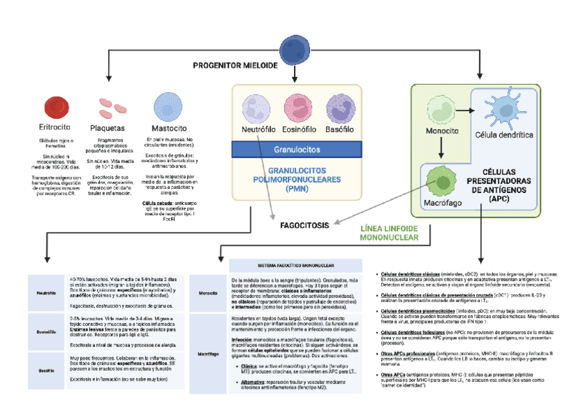 Miniatura del documento RESUMEN-LEUCOPOYESIS.pdf