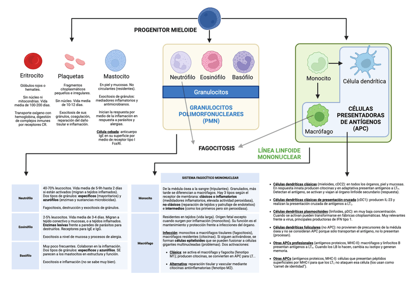 Miniatura del documento RESUMEN-LINEA-MIELOIDE-TEMA-2.png