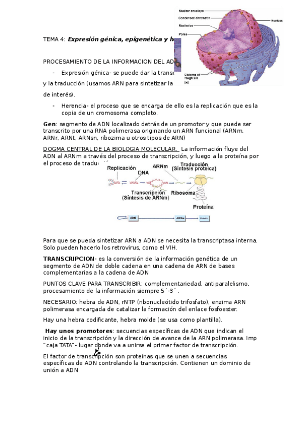 Miniatura del documento TEMA-4.docx