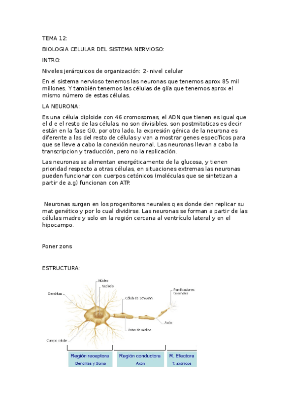 Miniatura del documento TEMA-12.docx