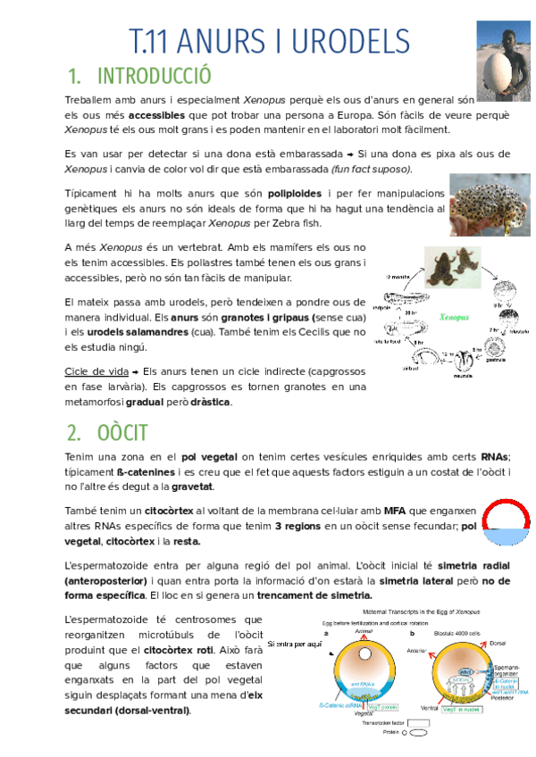 Miniatura del documento T.11-ANURS-I-URODELS.pdf