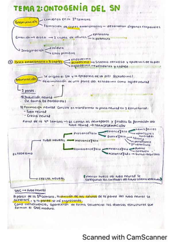 Miniatura del documento Tema-2.-Ontogenia-del-SN.pdf