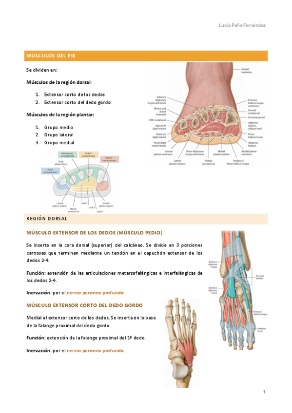 Miniatura del documento musculos-del-pie.pdf