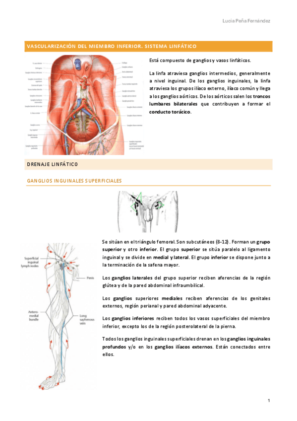 Miniatura del documento linfatico-mi.pdf