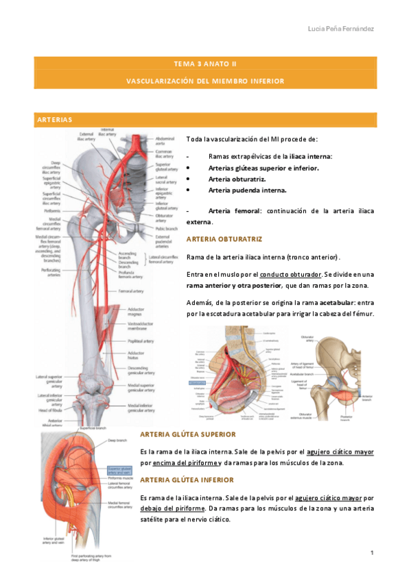 Miniatura del documento tema-3-anato-ii-arterias.pdf