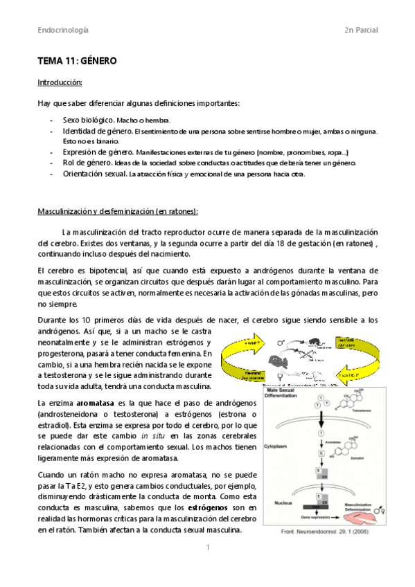 Miniatura del documento Tema-11-Genero.pdf