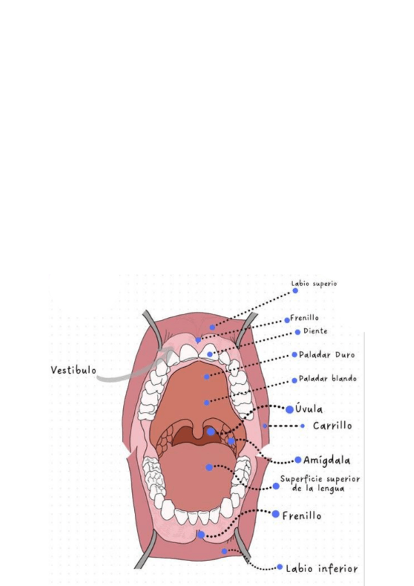 Miniatura del documento intestino--esofago--aest.pdf