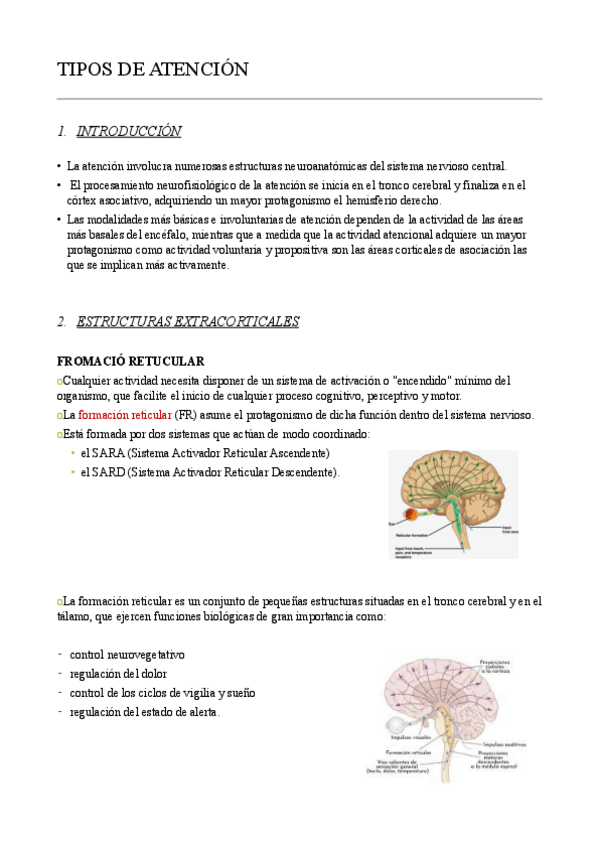 Miniatura del documento Ud-5-BASES-NEUROANATOMICAS-DE-LA-ATENCION.pdf