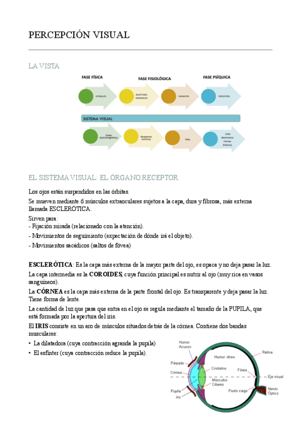 Miniatura del documento Ud-9-PERCEPCION-VISUAL.pdf