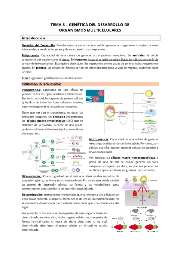 Miniatura del documento Tema-8-Genetica-del-Desarrollo-de-Organismos-Multicelulares.pdf