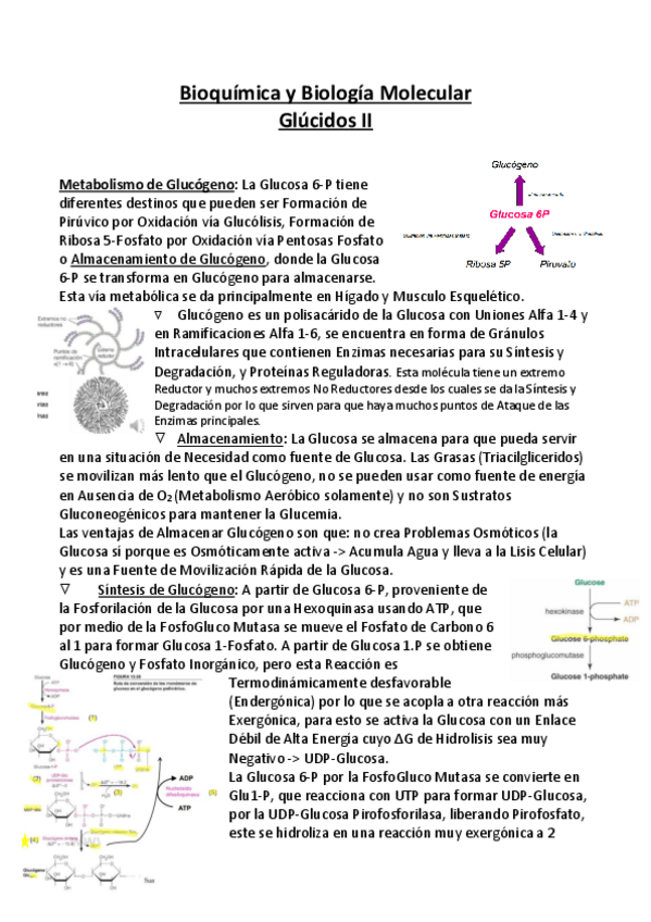 Miniatura del documento Bioquimica-y-Biologia-Molecular-APUNTES-6-Glucidos-II.pdf