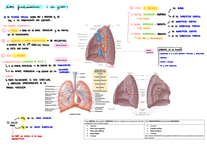 Miniatura del documento pulmon.pdf