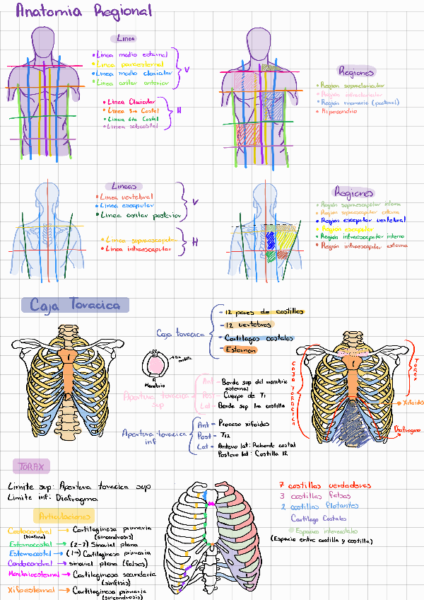 Miniatura del documento Pared Torácica – Resumen de Anatomía (Medicina UNAM, 1° año).pdf.pdf