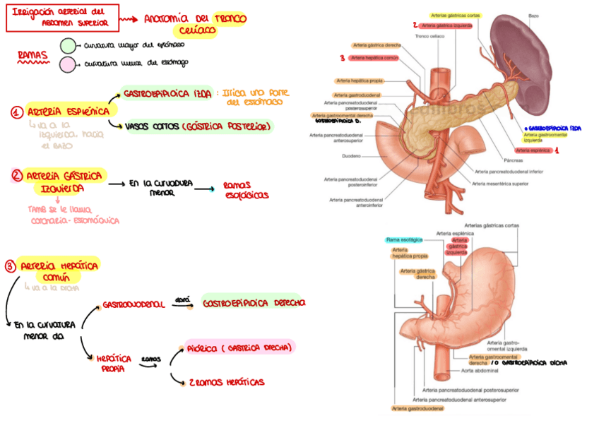 Miniatura del documento tronco-celiaco.pdf