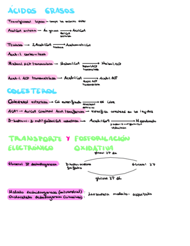 Miniatura del documento Enzimas-Importantes.pdf