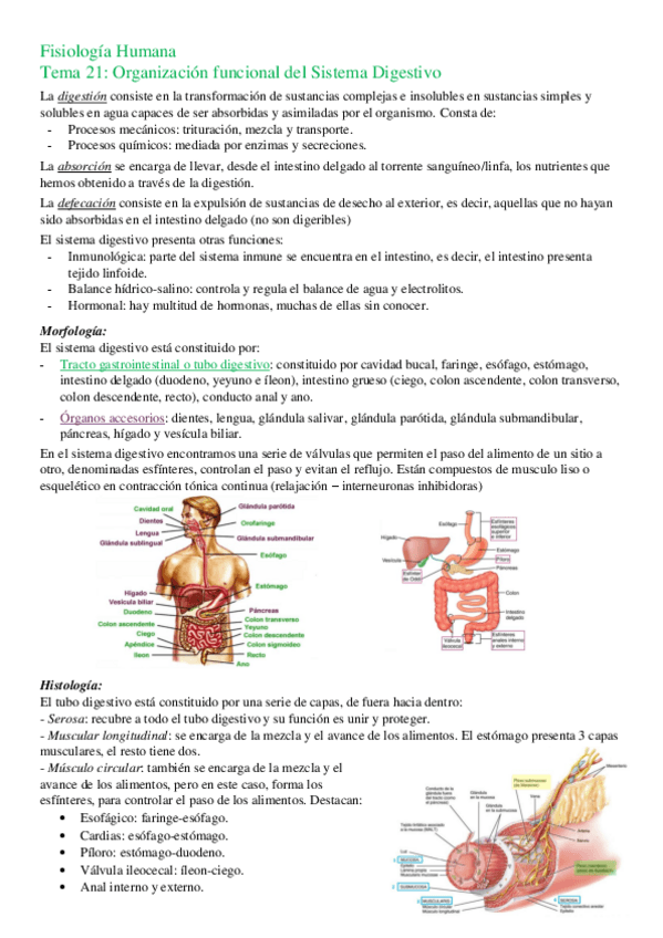 Miniatura del documento Fisiologia-Humana-Parte-2.pdf