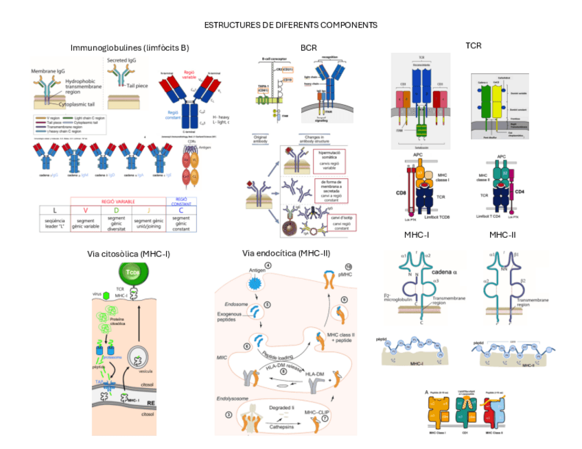 Miniatura del documento Resum-estructures-de-diferents-components.pdf