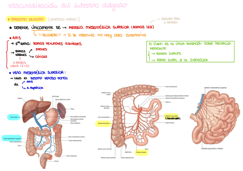 Miniatura del documento vascularizacion-del-intestino-delgado.pdf