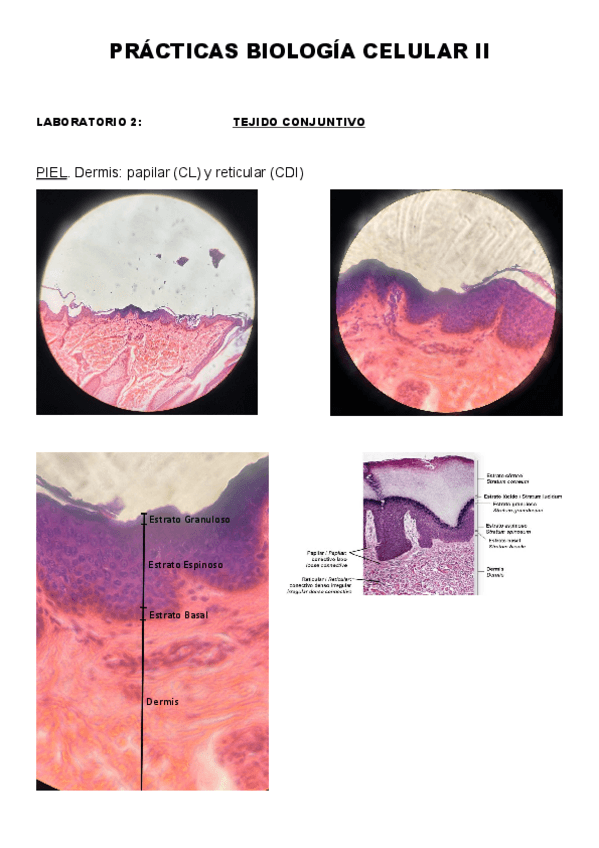 Miniatura del documento Laboratorios.-Biocel-II.pdf